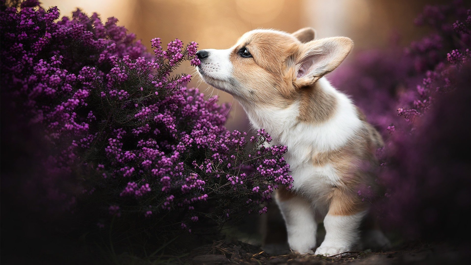 开云体育客户端-【电子裁判】如何确保每次判罚公平透明？，电子裁判和人工裁判