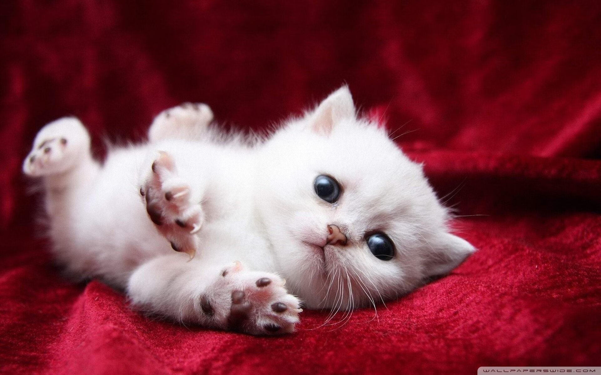 开云体育入口-冠军之路:这些球队有望问鼎总冠军,球赛冠军