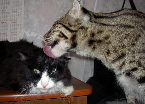 开云APP-墨西哥男足在巴黎奥运会上展示了高水平的比赛状态,奥运男足墨西哥vs巴西