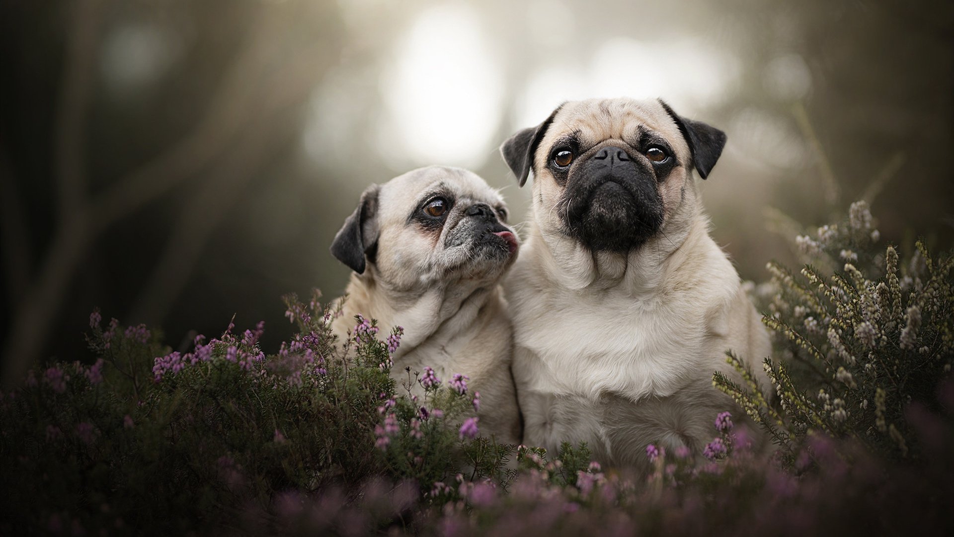 开云-莱比锡红牛教练组进行 tictacs 战术调整,寻求突破,莱比锡红牛比赛视频