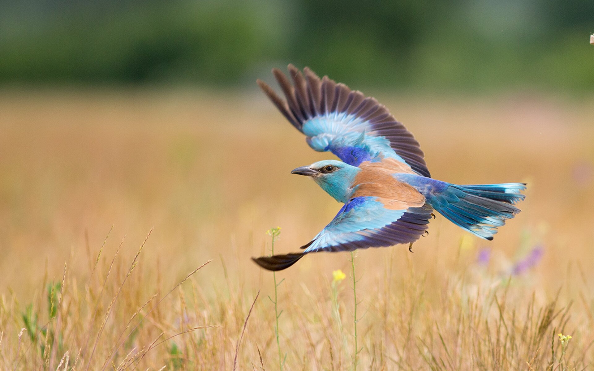 开云平台-法甲球员视觉-认知训练对战术执行延迟反应的缓解效果