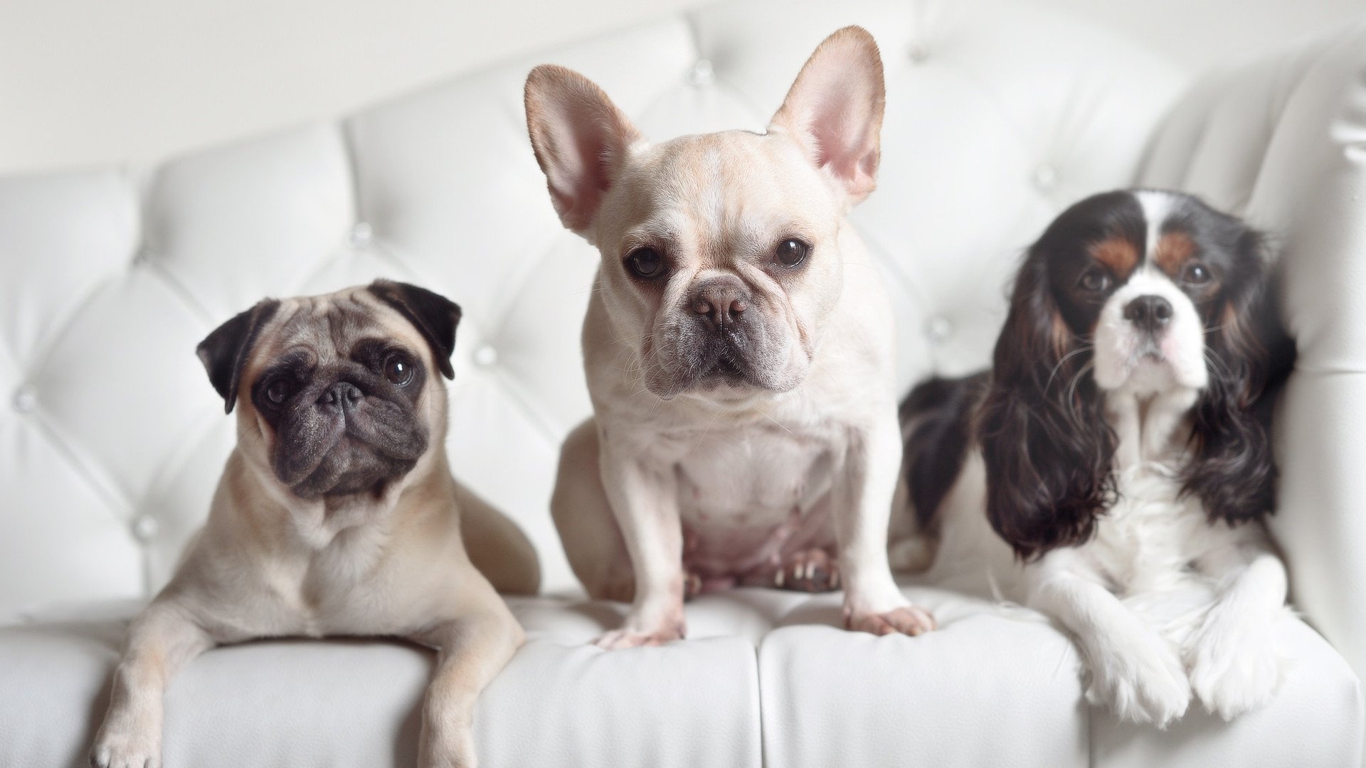 开云体育平台APP-法甲风云：巴黎圣日耳曼新援表现出色引关注，巴黎圣日耳曼引进球员