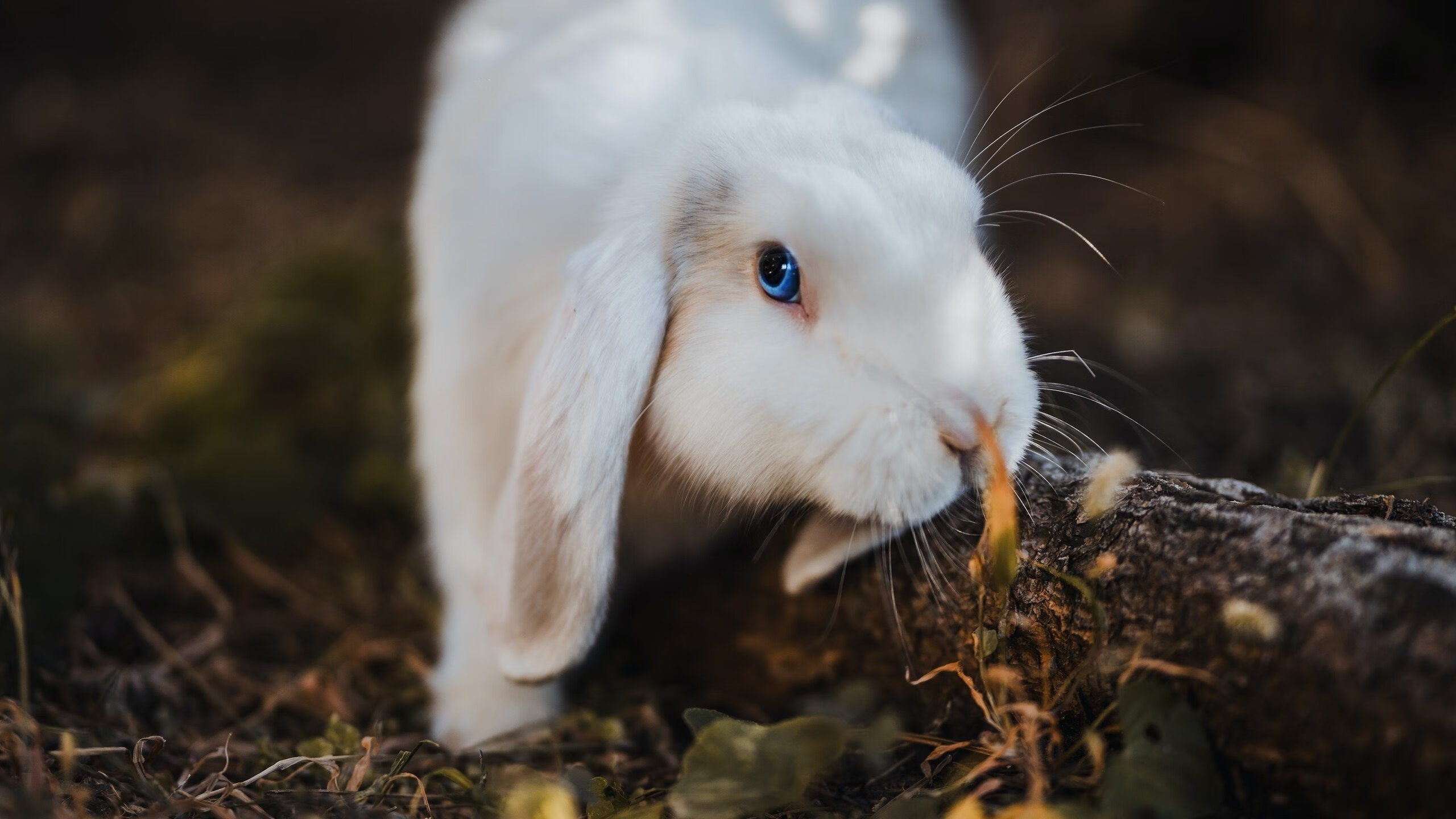 kaiyun sports-体育新闻中心构建智能体育内容分发系统，体育智能化系统