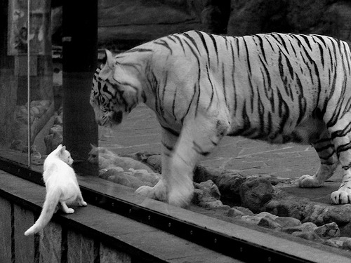 开云体育手机版-国际赛场表现引发反思国内联赛竞争是否足够，国际赛场上